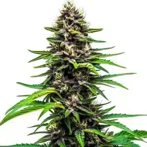 Watermelon F1 cannabis plant with dark purple and green buds.