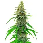 white rhino regular cannabis plant with thick colas
