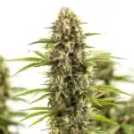 White Russian F1 cannabis plant covered in frosty buds and green leaves.