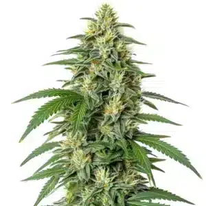 White Widow F1 cannabis plant covered with white trichome crystals.