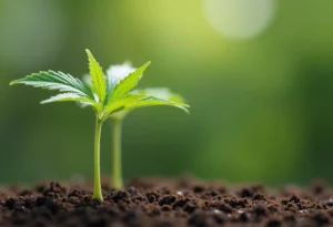 Critical Cream Caramel Auto seedling growing in soil outdoors.