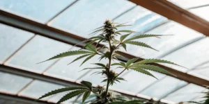 Close-up of cannabis plant with resinous buds inside a greenhouse.