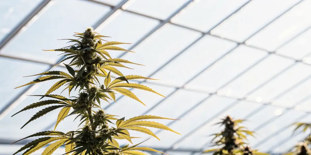 Close-up view of cannabis internodes with vibrant green leaves inside a greenhouse.