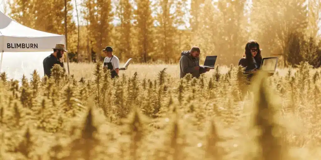 Scientists from Blimburn examining cannabis crops in a golden autumn field with laptops.