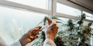 Close-up of hands inspecting a cannabis bud in an indoor grow room.
