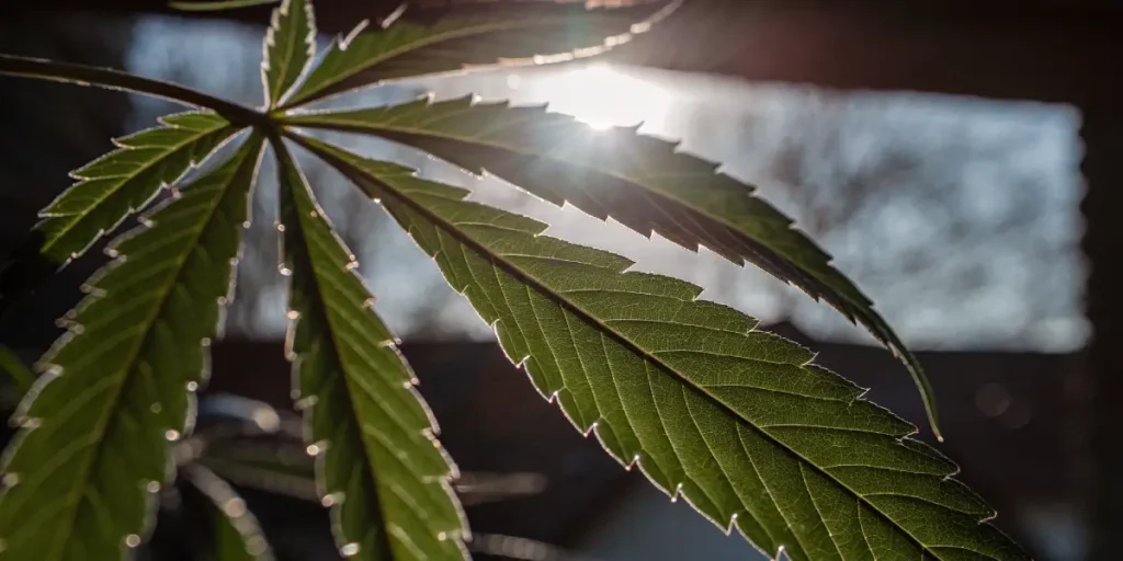 Feuille de cannabis en gros plan éclairée par le soleil en contre-jour