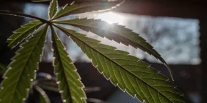 Feuille de cannabis en gros plan éclairée par le soleil en contre-jour