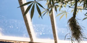 Feuille de cannabis et racine aérienne suspendue dans une serre lumineuse.