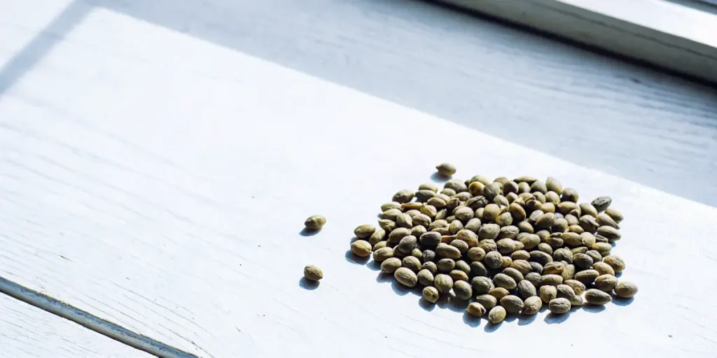 Graines de cannabis étalées sur une surface en bois blanc près d’une fenêtre ensoleillée.