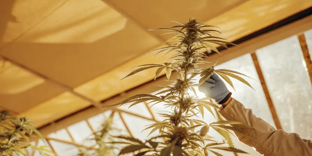 Cannabis plant inspected by grower under greenhouse light