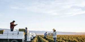Workers loading cannabis harvest onto trucks in a large field at sunset.