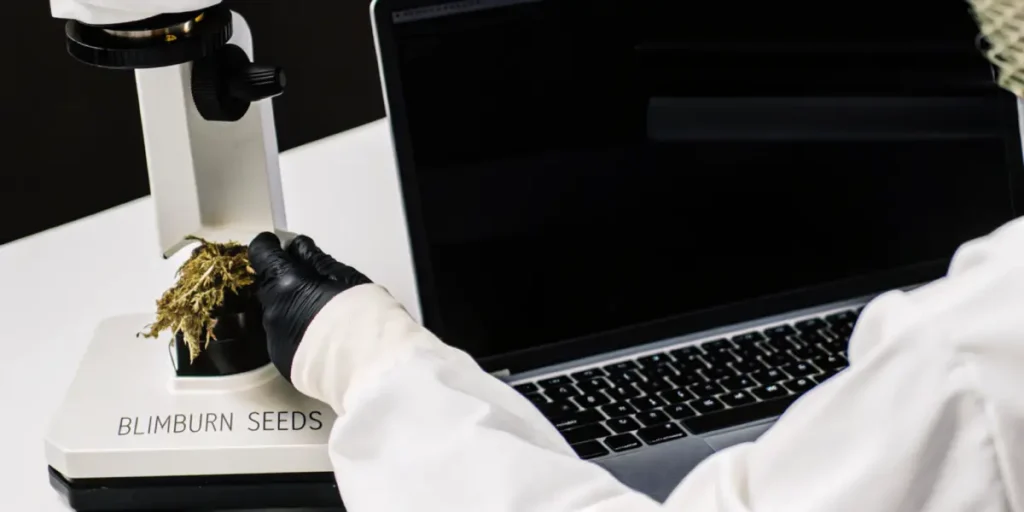 Scientist analyzing a cannabis sample under a microscope labeled Blimburn Seeds next to a laptop.