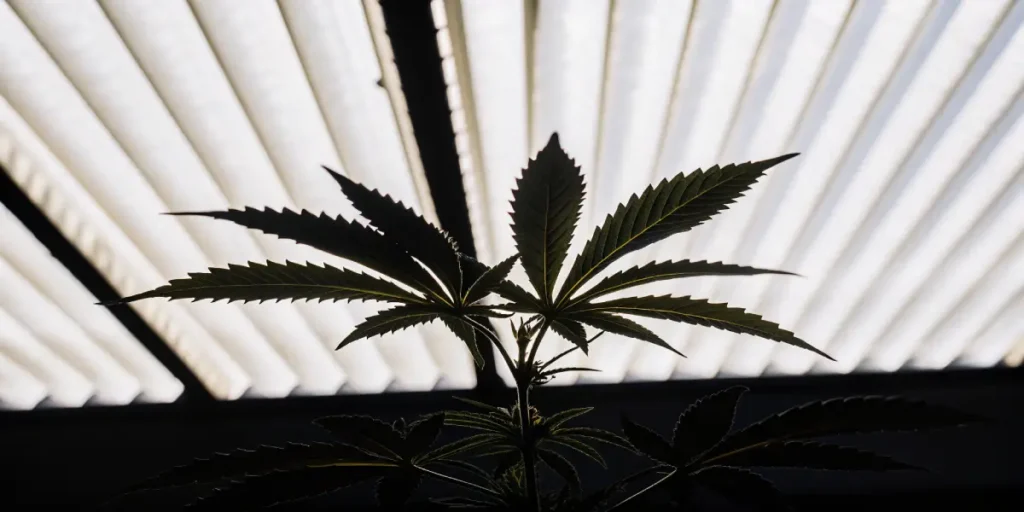 Feuille de cannabis en silhouette sous des lampes de culture artificielles.
