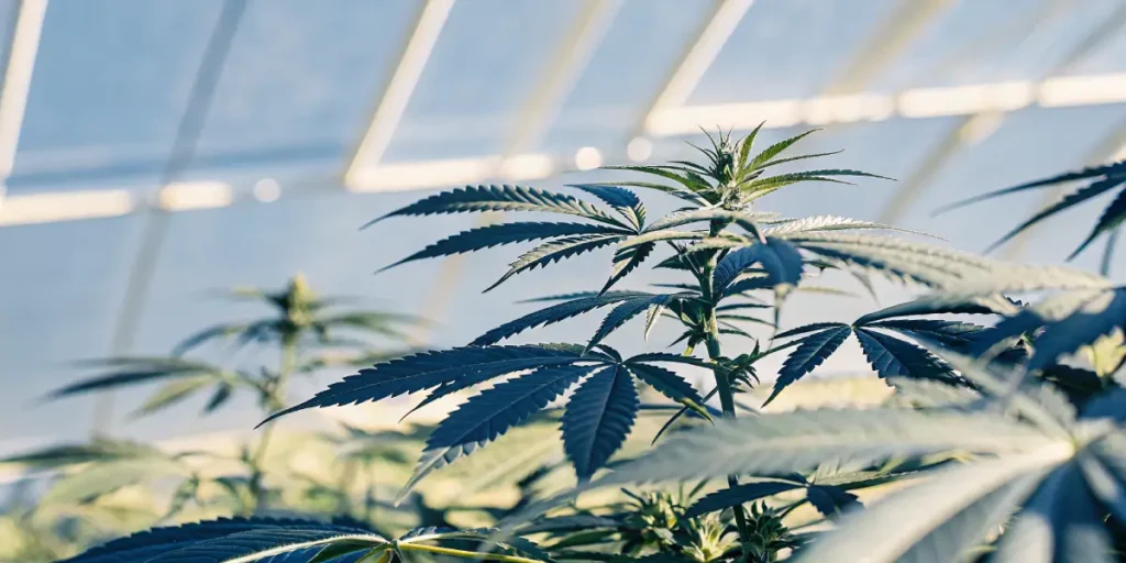 Cannabis leaves in sharp focus inside a greenhouse with natural sunlight filtering through.