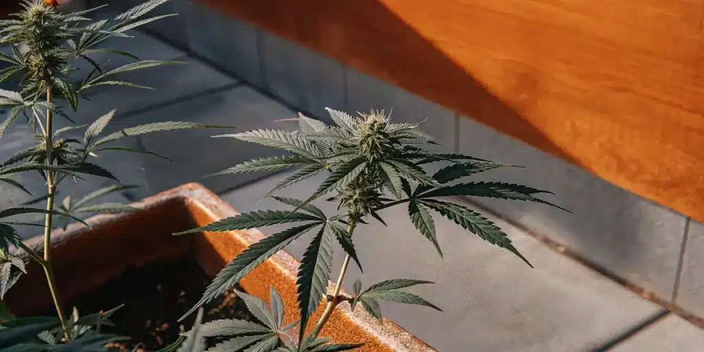 Flowering cannabis plant in an outdoor pot on a sunny day.