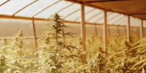 cannabis plant growing in a greenhouse under golden sunlight with dense buds