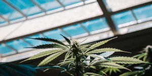 Gros plan d’une plante de cannabis en serre sous lumière naturelle.