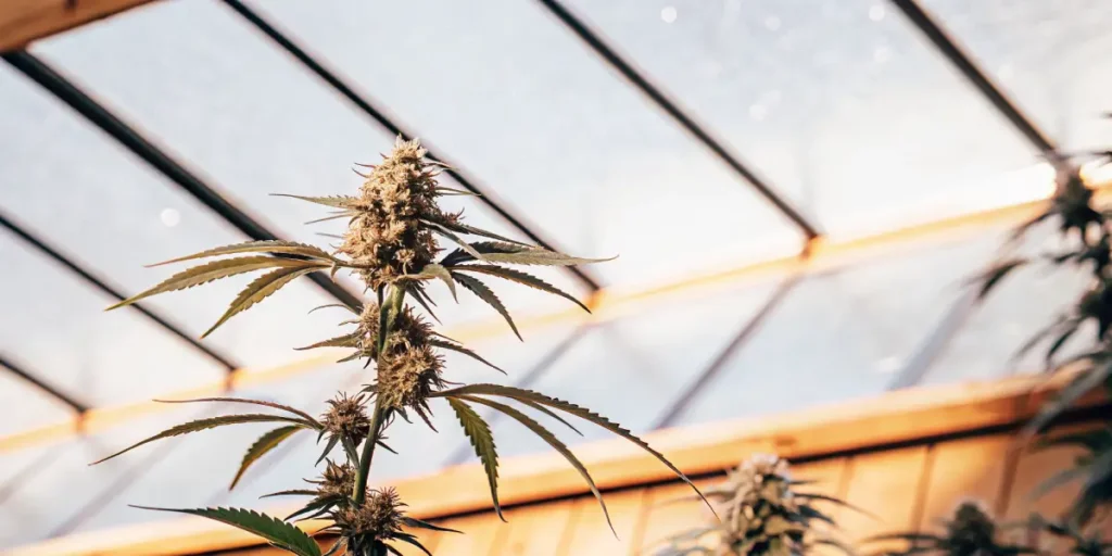 Close-up of a cannabis plant growing in a greenhouse with resinous buds.