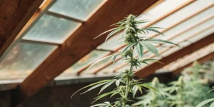 Cannabis plant growing inside a greenhouse with sunlight filtering through the roof.