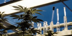cannabis plant in a laboratory under artificial light with scientific glassware in the background