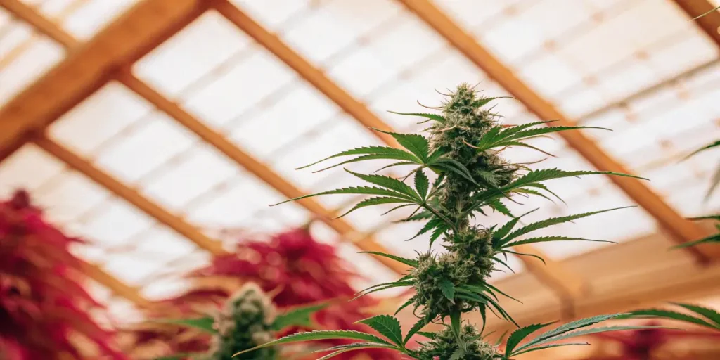 close-up view of a cannabis plant growing indoors under greenhouse lighting