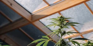 close-up of a cannabis plant growing inside a bright greenhouse with sunlight filtering through glass panels