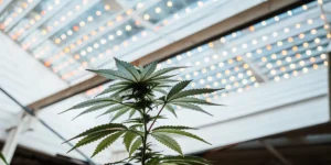 Gros plan d’une plante de cannabis sous des lampes LED modernes en serre.