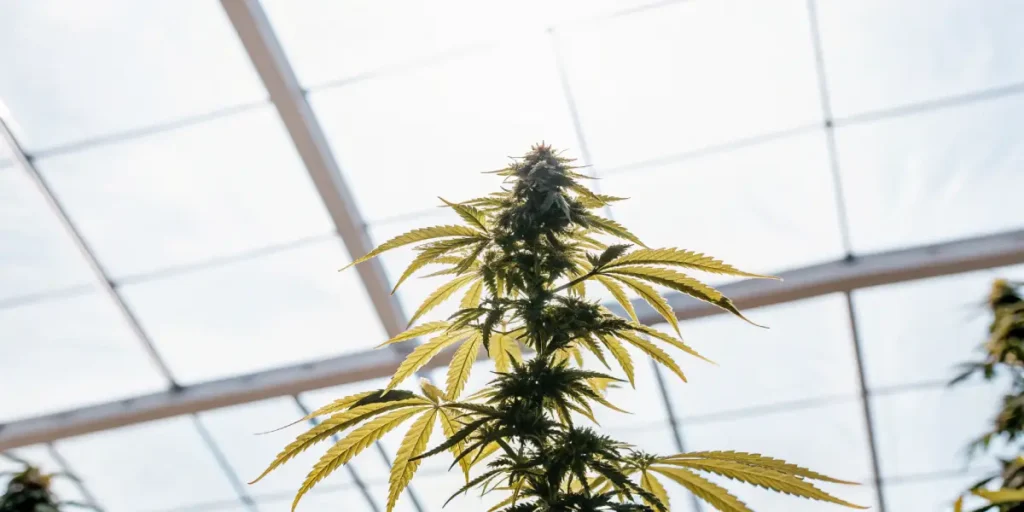 cannabis plant under sunlight inside a greenhouse with yellow-tinted leaves and developing buds