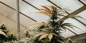 Plante de cannabis en serre avec des feuilles vertes et jaunes sous lumière naturelle.