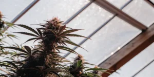 Gros plan d'une plante de cannabis en serre avec un bourgeon dense sous une lumière naturelle.