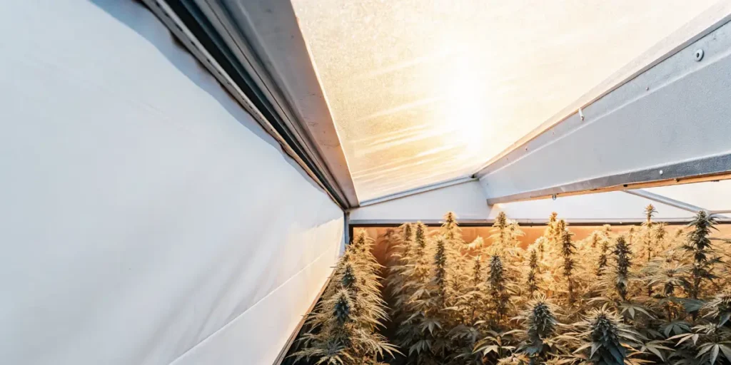 Cannabis plants thriving in a greenhouse with natural sunlight.