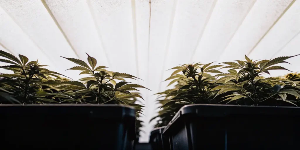 cannabis plants growing in indoor tents under bright artificial lights