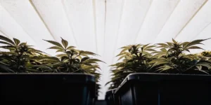 cannabis plants growing in indoor tents under bright artificial lights