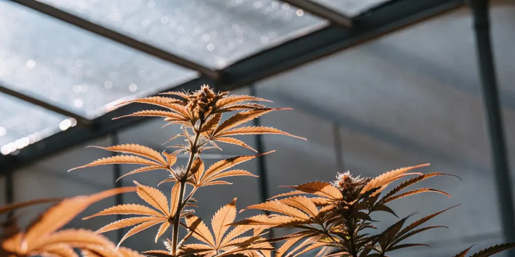 cannabis plants with orange tinted leaves growing inside a greenhouse