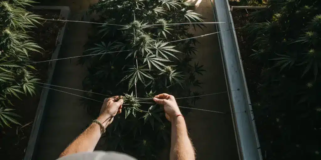 Overhead view of cannabis plant under SCROG training method.