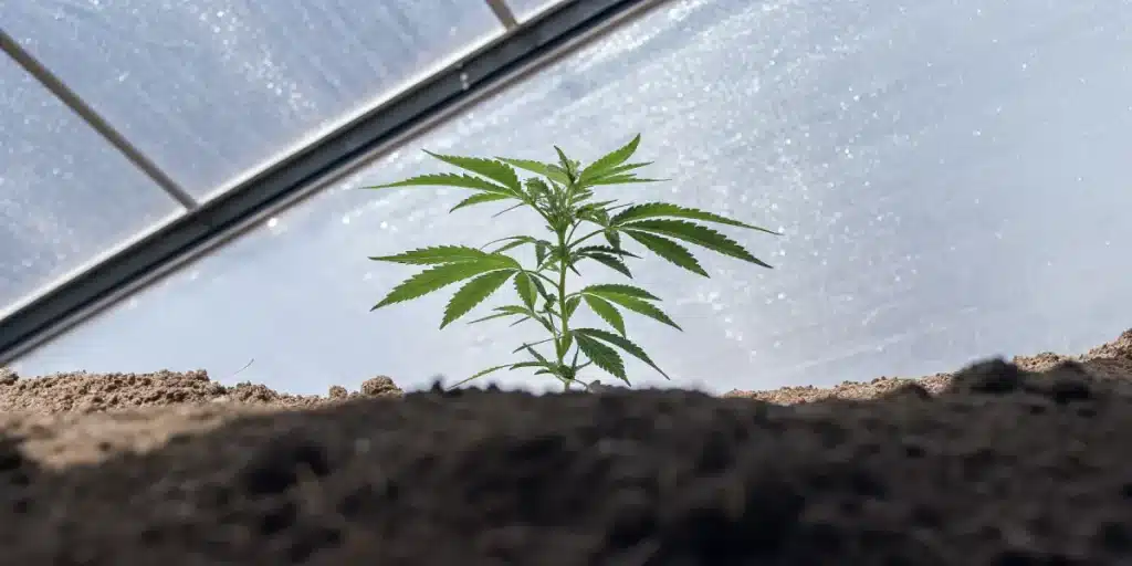 Cannabis seedling sprouting in soil inside a greenhouse environment.