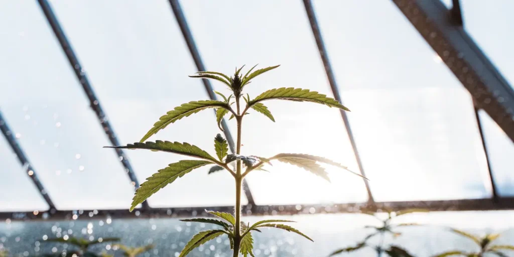 Cannabis seedling under direct sunlight inside a greenhouse.