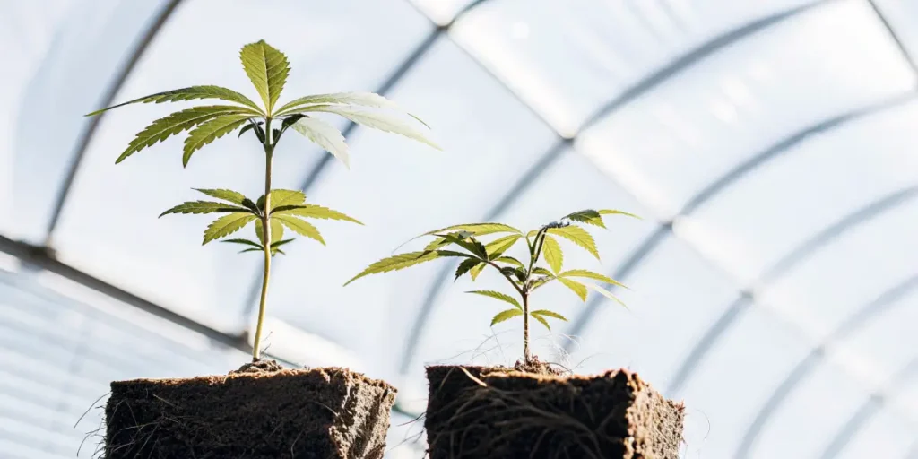 Cannabis seedlings with exposed roots held in greenhouse environment