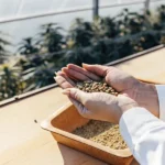 Hands holding cannabis seeds inside a greenhouse with plants in the background.