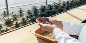Hands holding cannabis seeds inside a greenhouse with plants in the background.
