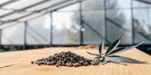 Close-up of cannabis seeds on a wooden table inside a greenhouse with a cannabis leaf beside them.