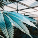Close-up of a cannabis leaf in a greenhouse with blue tones and visible serrated edges.