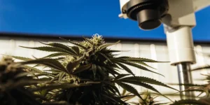 Close-up view of a cannabis plant being examined under a microscope in a greenhouse.