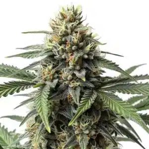 Critical Mass cannabis plant with thick buds covered in resin and orange pistils.
