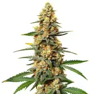 Critical 47 marijuana flower with bright orange pistils and sugar-coated buds.