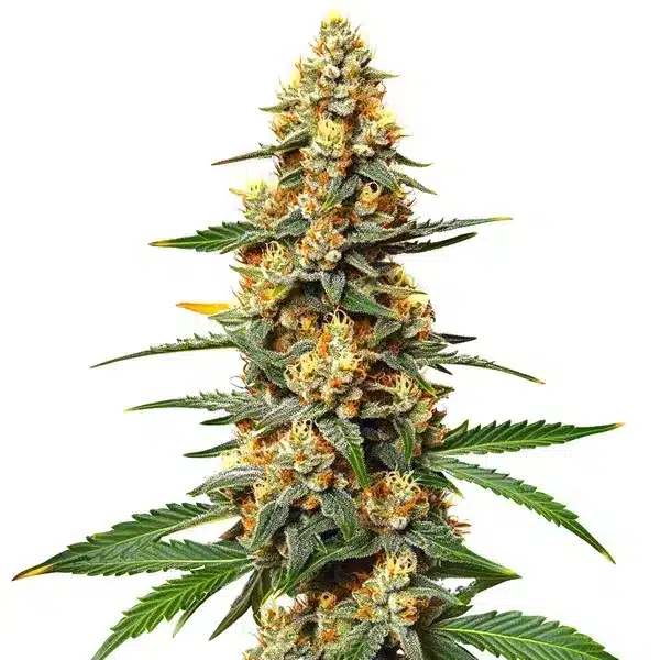 Critical 47 marijuana flower with bright orange pistils and sugar-coated buds.