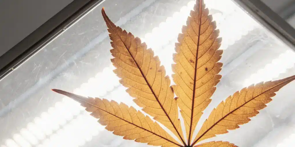 Feuille de cannabis jaune éclairée par une lumière LED en gros plan.