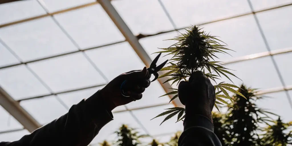 silhouette of gardener cutting a cannabis cola inside a greenhouse with bright light background