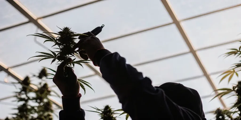 close-up of a gardener’s hands pruning a cannabis bud inside a greenhouse