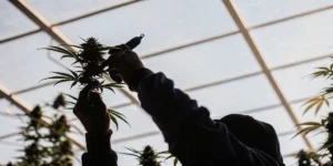 close-up of a gardener’s hands pruning a cannabis bud inside a greenhouse